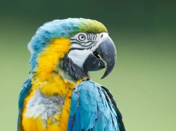 Parrots and stress