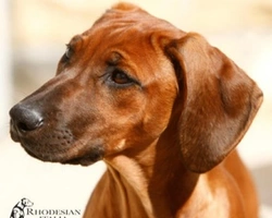 Il Rhodesian Ridgeback e la sua famiglia