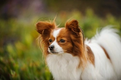 Caval Syndrome in Dogs