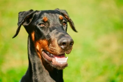 Three tips for defusing the threat of an aggressive dog safely