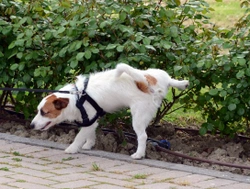 Top Signs Your Dog or Puppy Needs to Go to the Toilet
