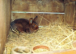 Zdravotní problémy v chovu králíků díl 3. – Technologické aspekty ustájení ve vztahu ke zdraví králíků