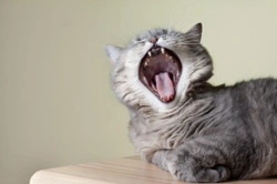 Why does my cat have bad breath ? The five top reasons