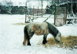 Pomozte shetlandským pony