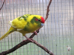 The Kakariki: Lifespan, Care, and Keeping as Pets