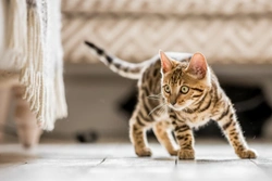 RSPCA urges kitten owners to keep unneutered cats indoors