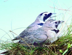 Skřivan ouškatý - Eremophila alpestris