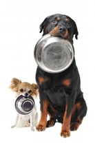 Does Your Dog Know the “Food” Rules?