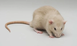 The Fancy Rat: Your Essential Guide to Types, Care & Colours