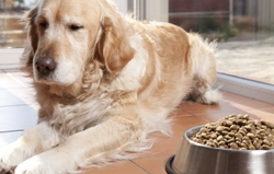 Seven indications that you need to change your dog food