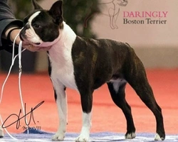 I colori del mantello del Boston Terrier