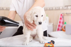 The Best Puppy Shampoos