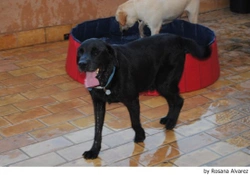 Terapias de conducta para perros: Cuba y los calcetines