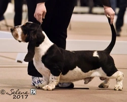 La storia del Bassett Hound e la sua divulgazione