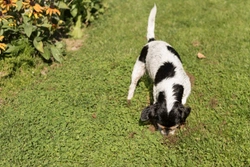 Five dog breeds to avoid if you want a beautiful garden