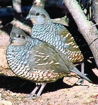 Křepel šupinkatý - Callipepla squamata (Vig.)