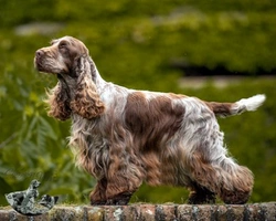 Le cure e le patologie del Cocker Spaniel Inglese