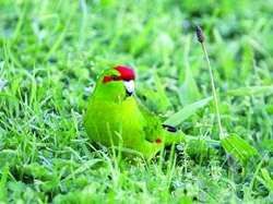 Kakariki rudočelý - Cyanoramphus novaezelandiae