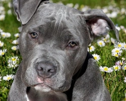 Cuccioli Amstaff Blue: prezzo da privati e allevamento