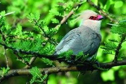 Fauna jezera Baringo