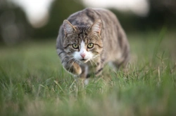 6 Vet-Approved Ways to Reduce Your Cat's Hunting Instincts Safely