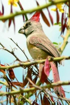 Kardinál ohnivý – Cardinalis phoeniceus (Bonaparte, 1838)