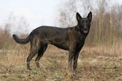 Shepherd breeds that are an alternative to the German shepherd dog