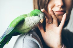 How would you know if your parrot or parakeet was having a heart attack?