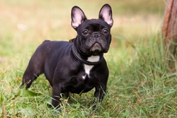 Why is the French bulldog such a popular dog breed?