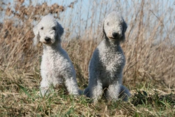 Copper Toxicosis (COMMD1) in Bedlington terriers