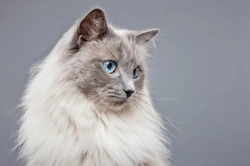 Beautiful Blue-eyed Cats