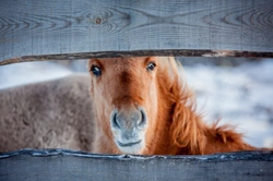 Planning a Good Emergency Kit for Your Horse Lorry or Trailer