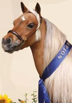 Když se koně vyparádí, VI. díl  – Americký miniaturní kůň