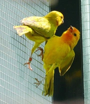 Šafránky velké (Sicalis flaveola) Zkušenosti s chovem a odchovem