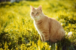 Pancreatitis in cats