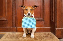 Dog-friendly hotels - Some caveats to note
