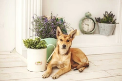 Eight common household herbs and spices that are safe for dogs