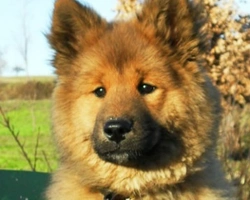 La storia e la morfologia dell'Eurasier