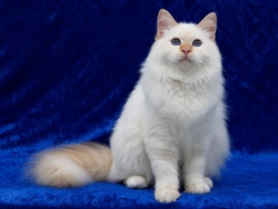 Turkish Angora and Hereditary Health Issues