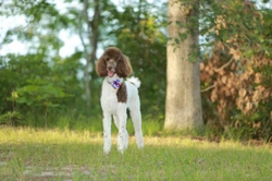 The Many Poodle Colour Combinations and Markings