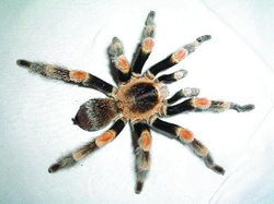 Páření sklípkana Brachypelma smithi