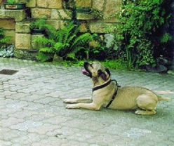 Cane Corso