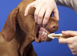 Tandpasta voor menselijk gebruik giftig voor honden