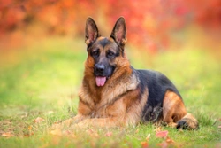 Corneal dystrophy in the German shepherd