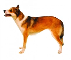 Norský lundehund