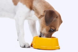 Managing the diet of a diabetic dog