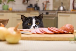 Why It's Bad to Feed Table Scraps to Your Cat