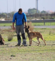 La indefensión aprendida en perros