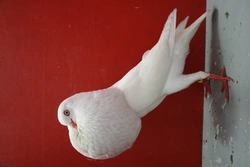 Voláč štajgr – nejznámější holubi 41