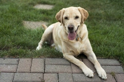 Las mejores razas de perros para clima cálido